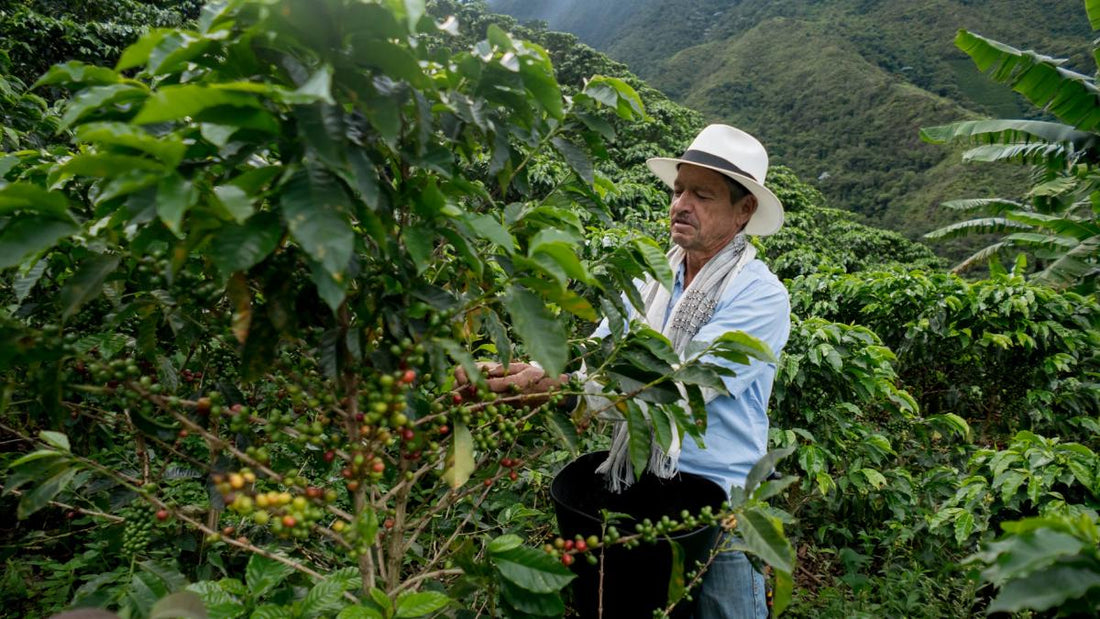 From Farm to Filter: What Ethically Sourced Coffee Really Means